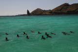 Galapagos penguins