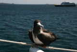 frigatebird on the boat