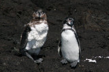 Galapagos penguin is the only penguin to live on the equator