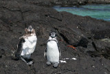 Galapagos penguins are endangered, with an estimated population size of around 1,500 individuals in 2004