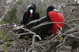 frigatebird couple