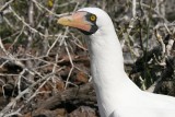 Nazca booby