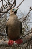 red-footed booby