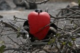 frigatebird