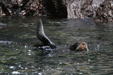 fur seal - they have bigger eyes than sealions