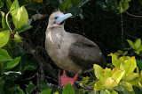 red-footed booby