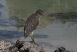 lava heron ?