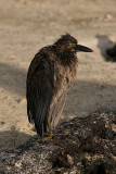 lava heron on Genovesa