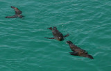 sealions