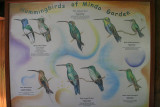 hummingbirds of Mindo Garden
