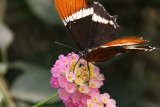 Mindo Butterfly Farm: Siproeta Epaphus