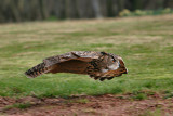 Eurasian eagle-owl.