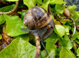 Snail.