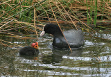 Coot with chick.