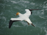 Muriwai 24.jpg