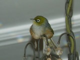 Waxeye 4.jpg