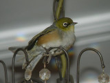 Waxeye email.jpg