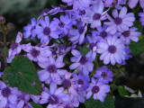 Cineraria.jpg