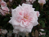 Pink Rose.jpg