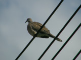 Spotted Dove.jpg