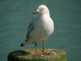 Gull.jpg