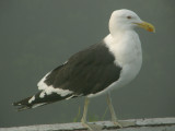 Blackbacked Gull 1.jpg