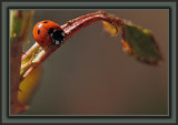 Lady Resting After Visiting The Aphid Buffet