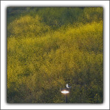 Wild Hedge Mustard - Malibu Early Spring - Just Before Sunset