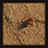 Shovelhead Harley - An Ant On A Mission
