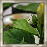 Happy Spring! This Buds For You!  err. . . Bugs For You!<br>This Buds For The Bug ;-)