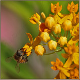 The Ever So Populated Milkweed - Cat-Nip For The Entomologist Inallofus