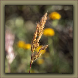 Giant Rye Strikes A Pose with Red Brome and Mustard On The Runway