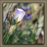 Catalina Mariposa Lily