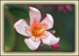 Oleander - Barbara Bush Variety