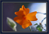 Flower Power ~ In Memory Of The Whiskers Dominant: Flower ~ Dominant Female Of The Kalahari Meerkat Manor