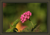 A Simple Bokeh Of Lantana