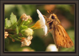 Docking Solid In The Wind<br>note: flowers are smaller than ring fingernail.