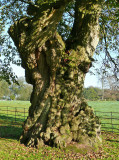 314 Ancient tree.jpg