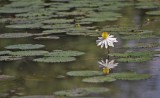 White Water Lily 02.jpg