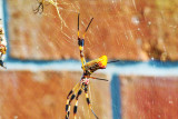 Golden Silk Orb-Weaver Spider & Cautious Lover