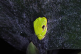 TreeFrog from Front Porch series