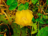 Yellow Rose of Texas 014.jpg