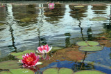 Waterlilies with Reflection of Santa Barbara Mission