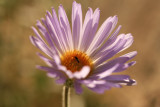 Purple Aster