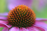 Purple coneflower