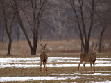 Fort Snelling State Park-Shirley