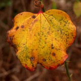 leaf and tendril -ArtP