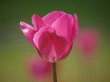 Pink Tulip -ArtP
