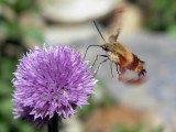 refueling in midair - brenda