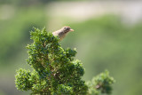 Chipping Sparrow ?